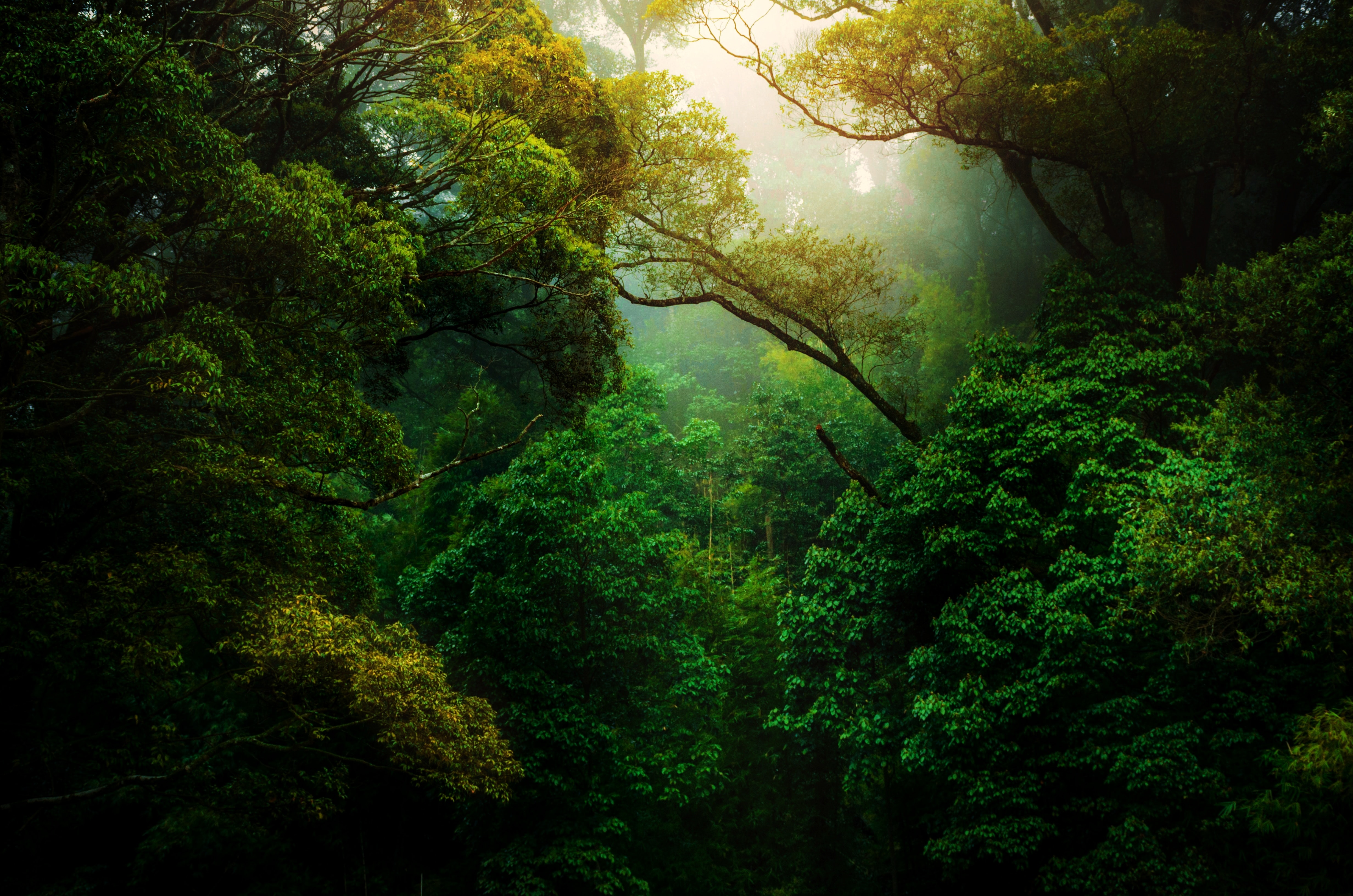 Rain-Forest.