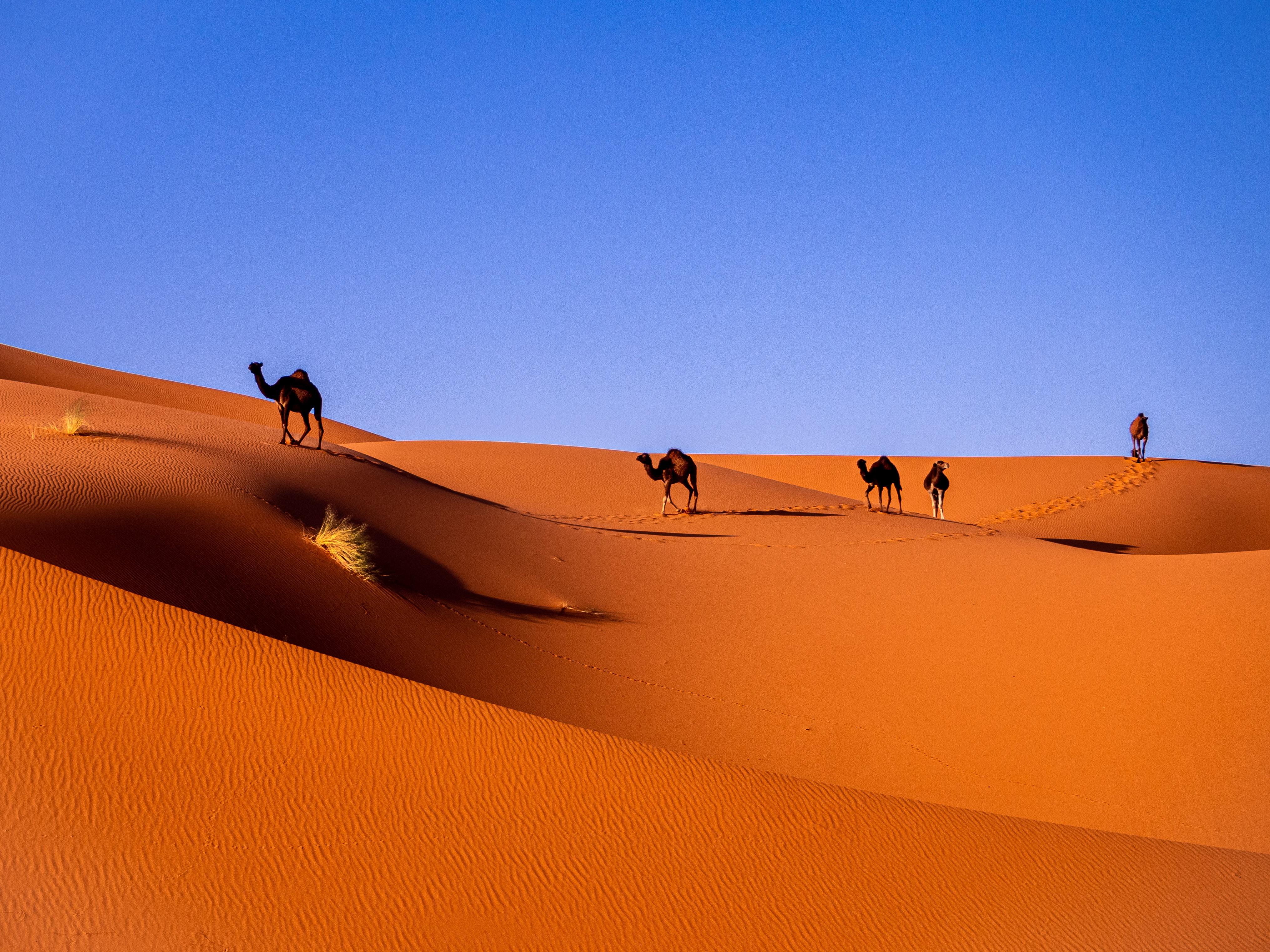 Sahara